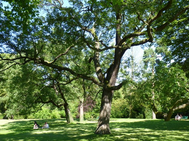 Quercus robur silhouette
